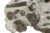 Plate of Devonian Ammonite & Cephalopod Fossils - Morocco #259697-1